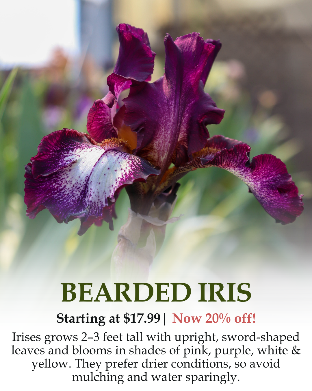 Bearded Iris