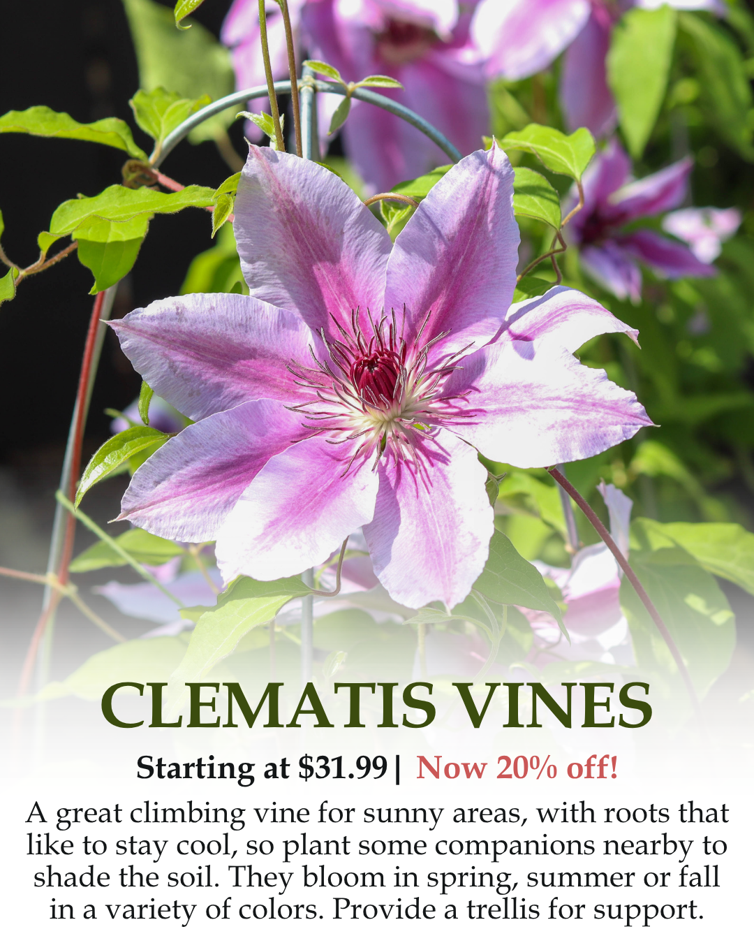 Clematis