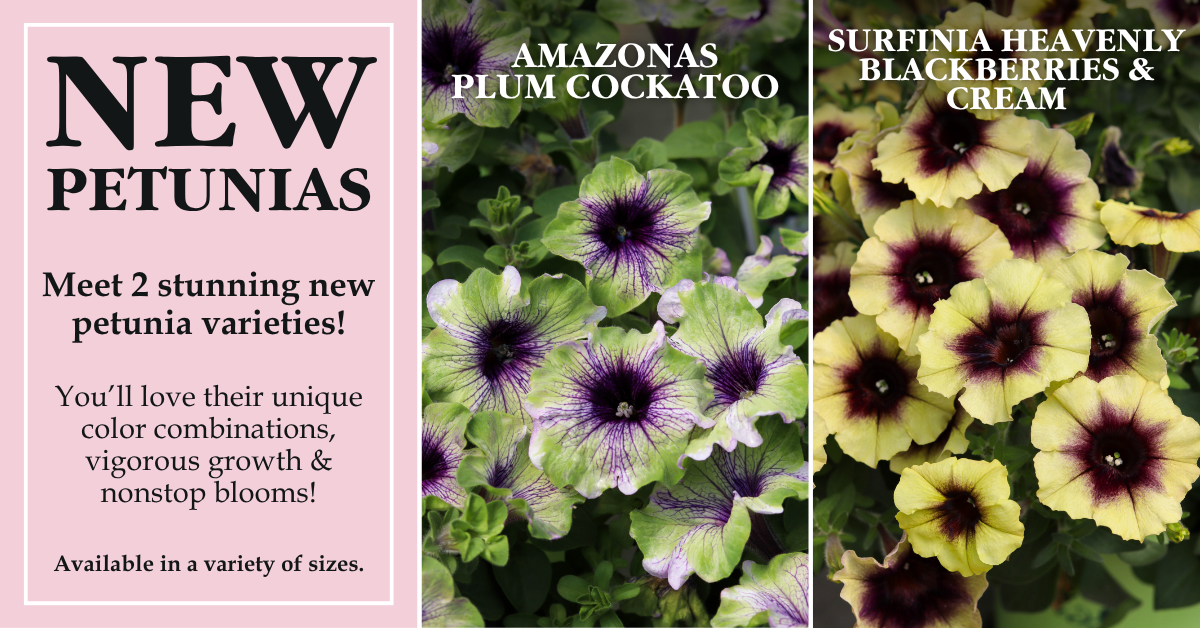 New Petunia Varieties