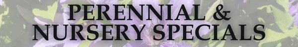 Perennial & Nursery Specials