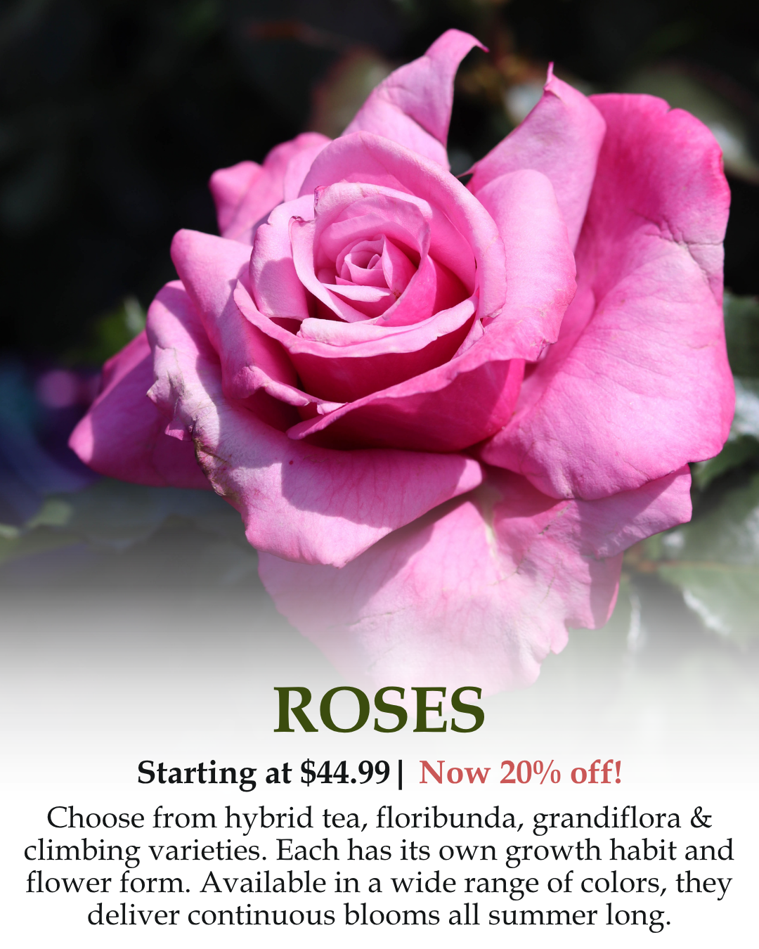 Roses