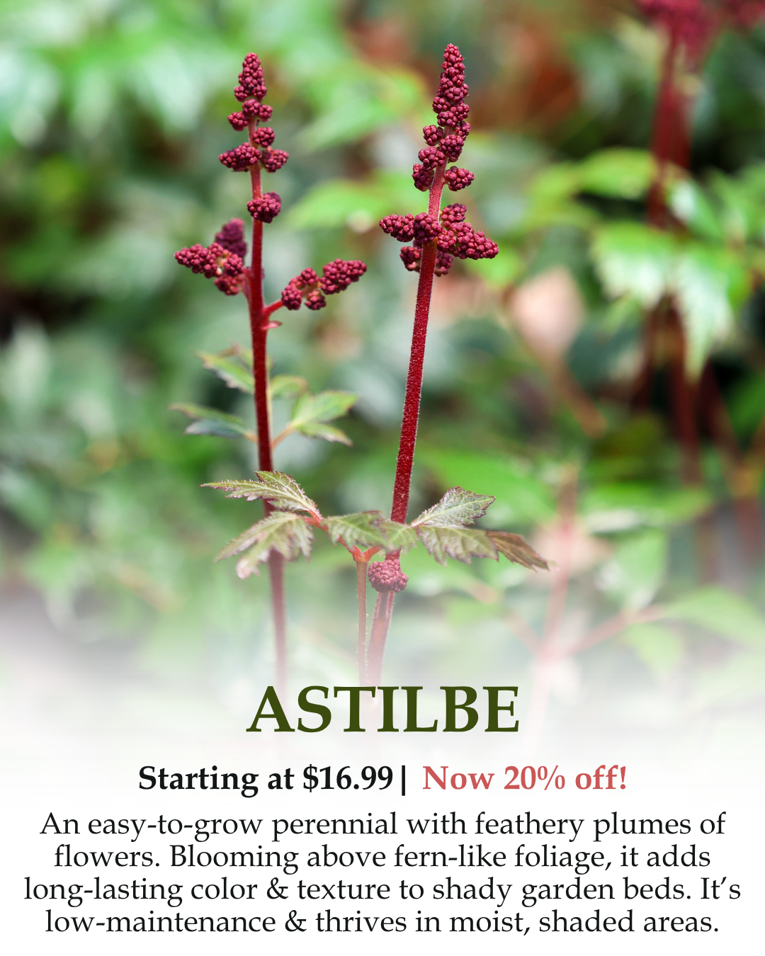 Astilbe