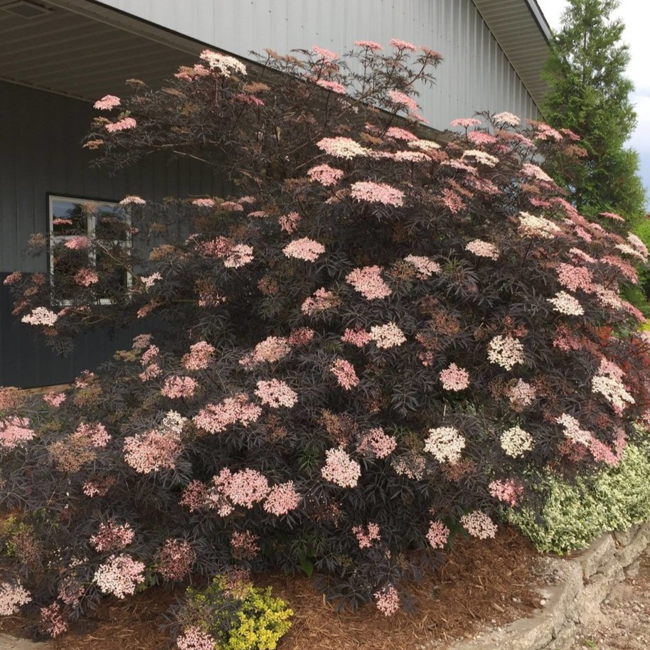 Black Lace Elderberry