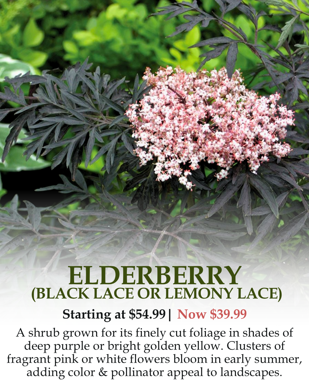 Elderberry