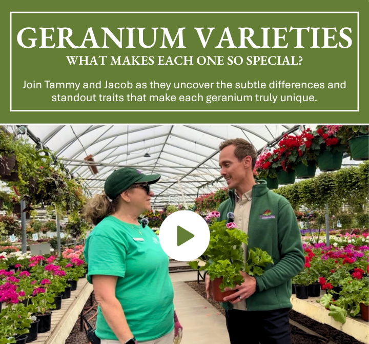 Explore Our Geraniums