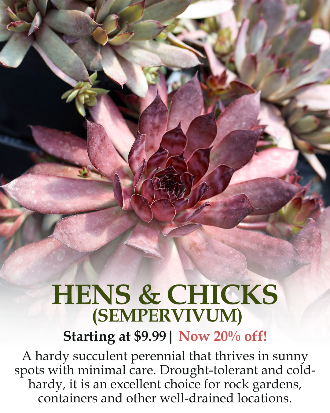 Hens & Chicks