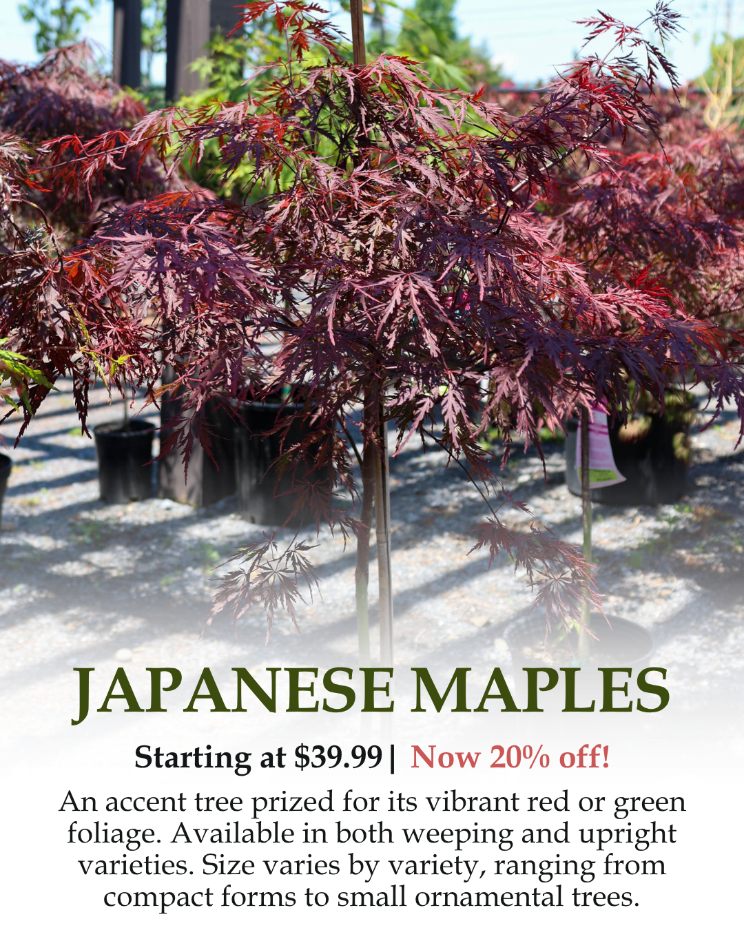 Japanese Maples