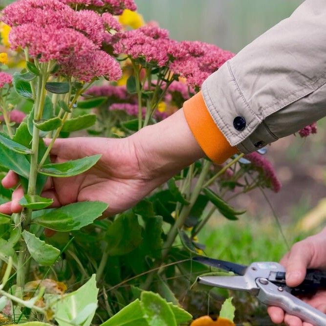 Basic Care for Healthy Perennials
