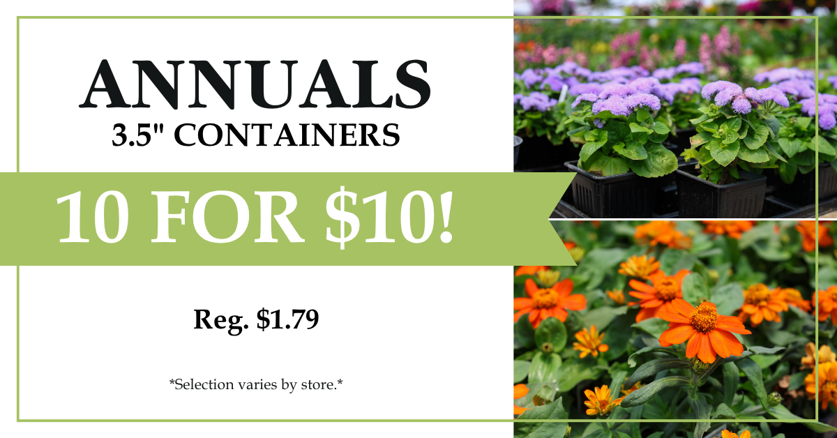 Annuals - 3.5"