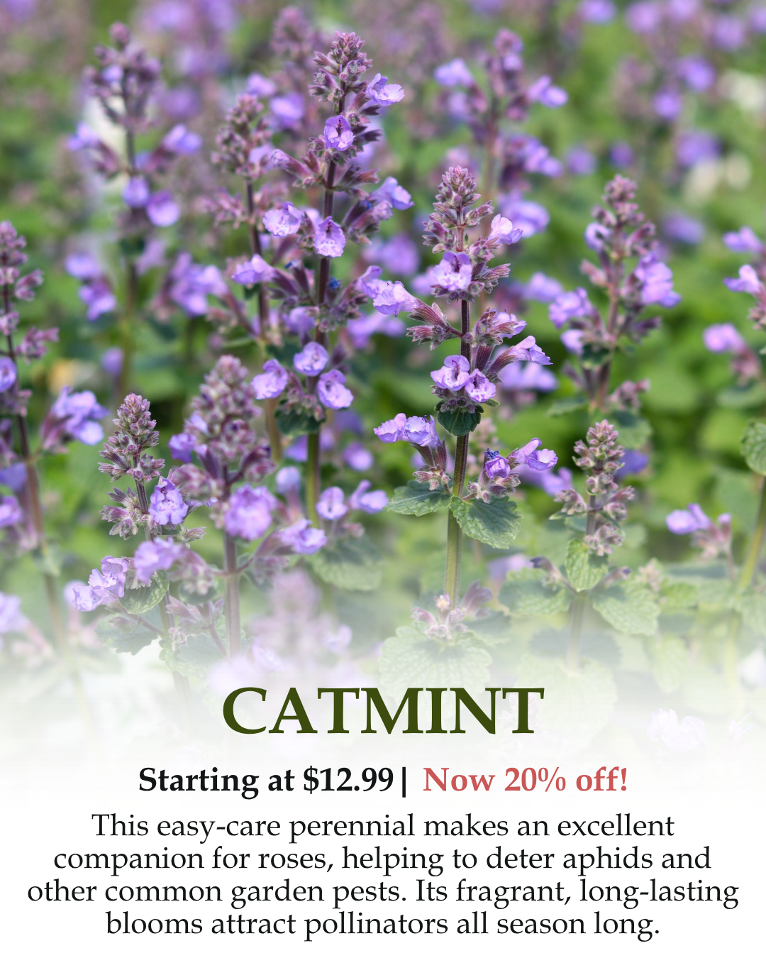 Catmint