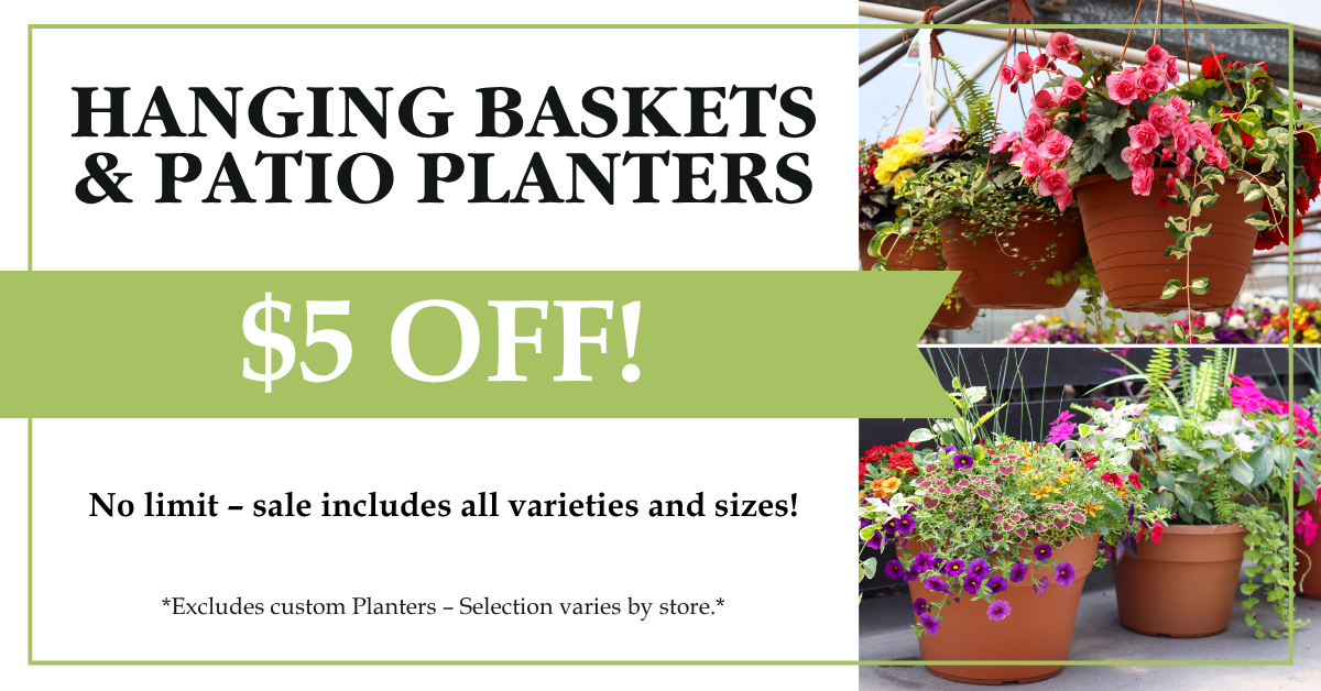 Hanging Baskets & Patio Planters