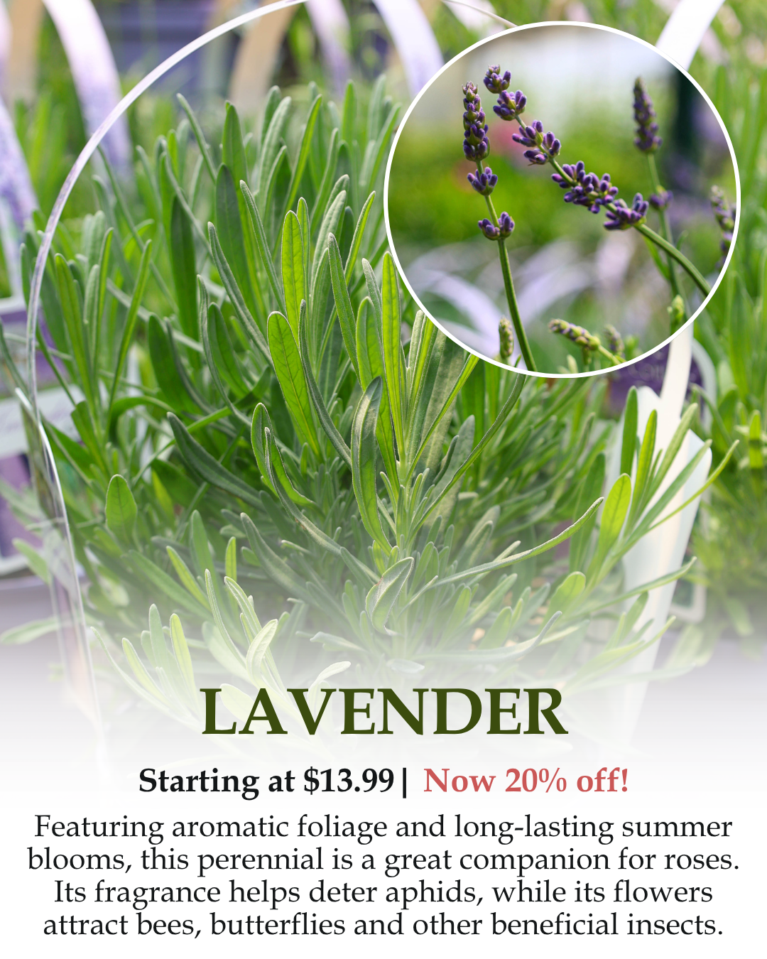 Lavender