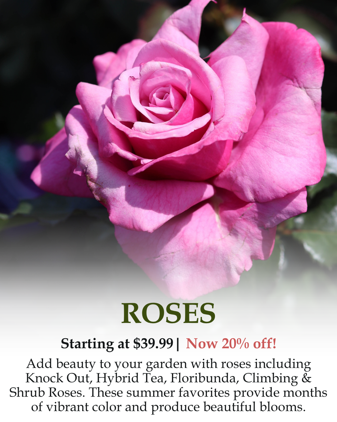 Roses