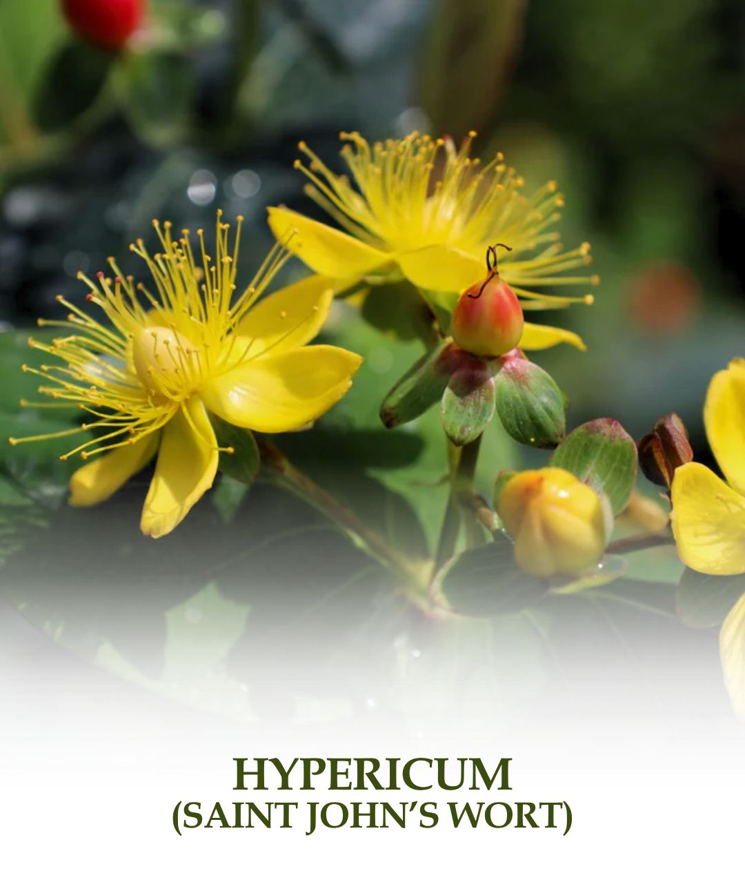 Hypericum (Saint John's Wort)