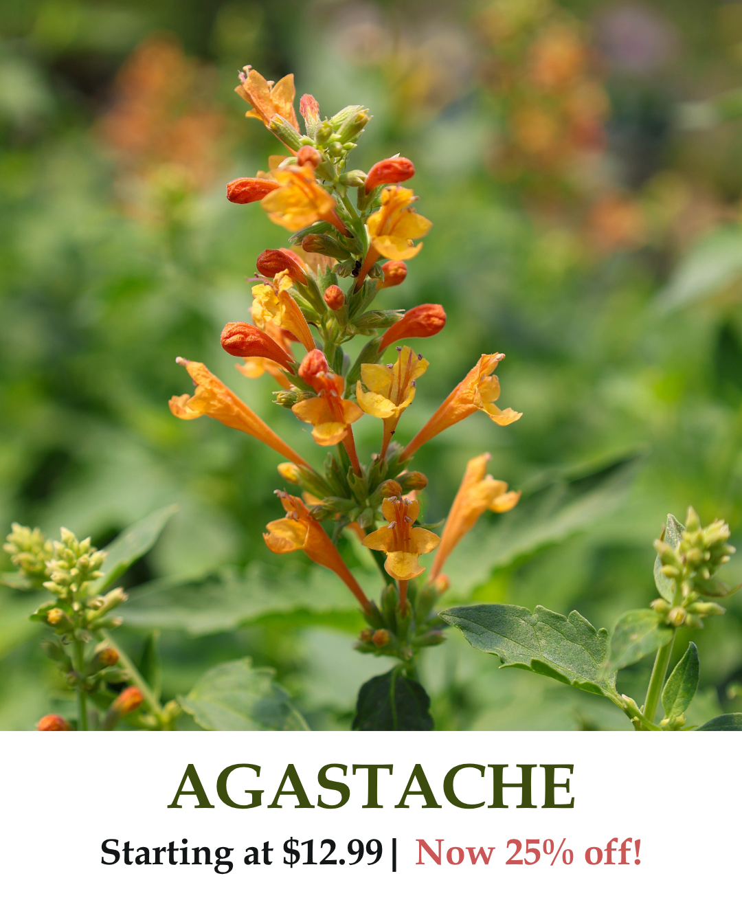 Agastache