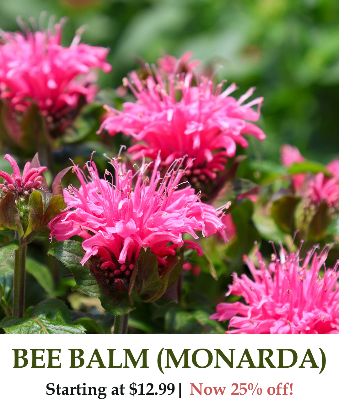 Monarda (Bee Balm)
