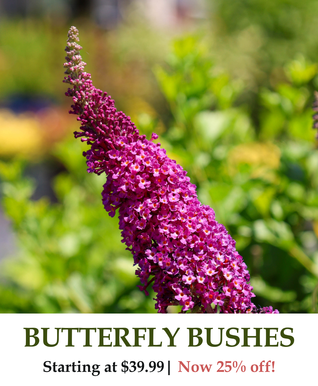 Butterfly Bushes