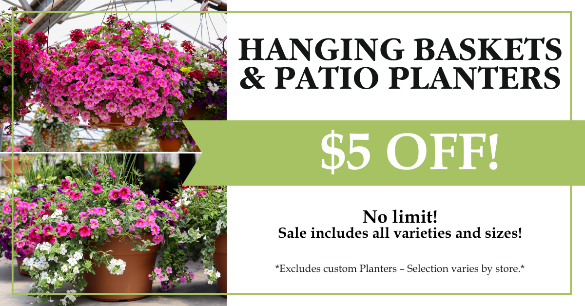 Hanging Baskets & Patio Planters