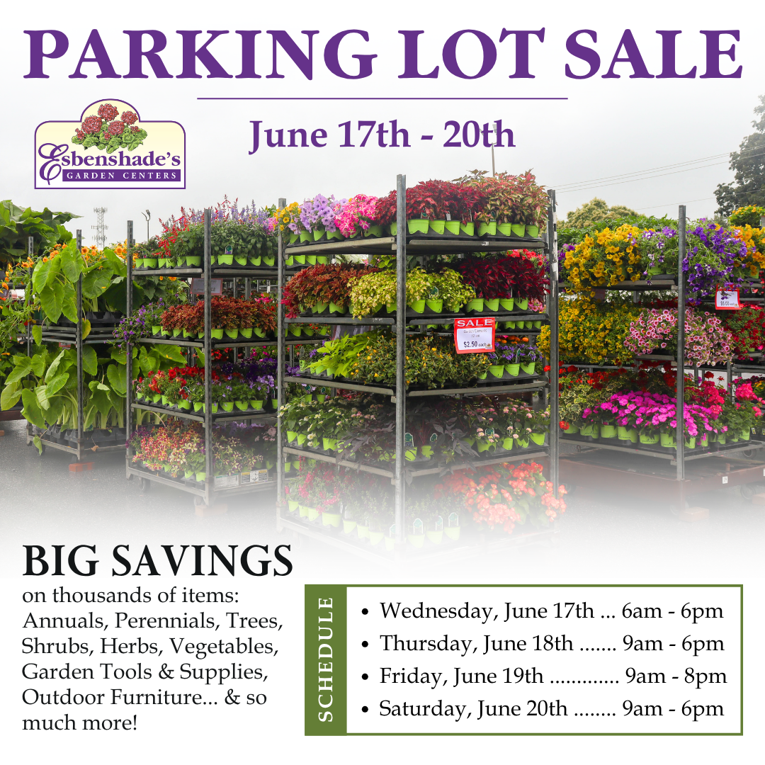 Parking Lot Sale
