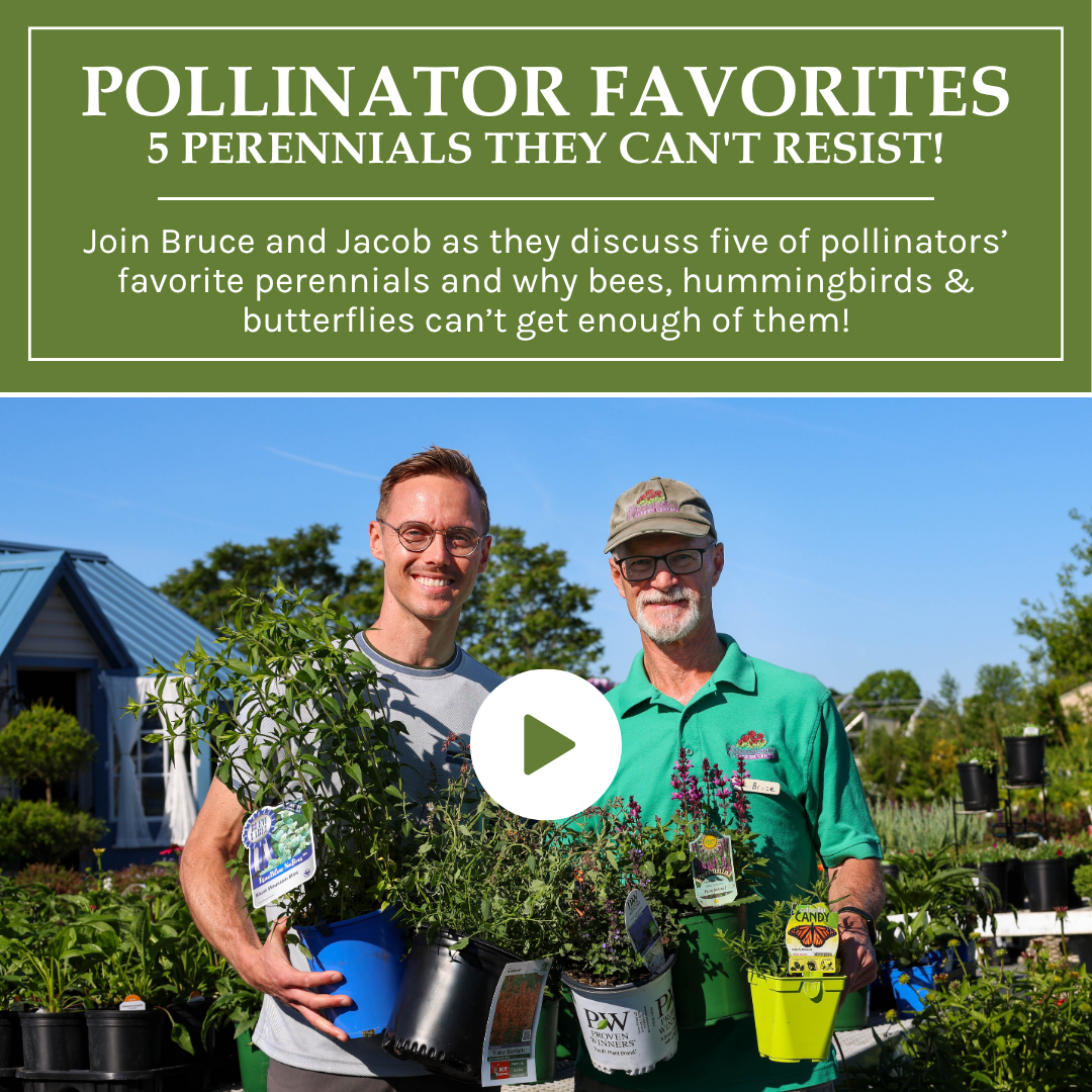 Perennials Pollinators Love