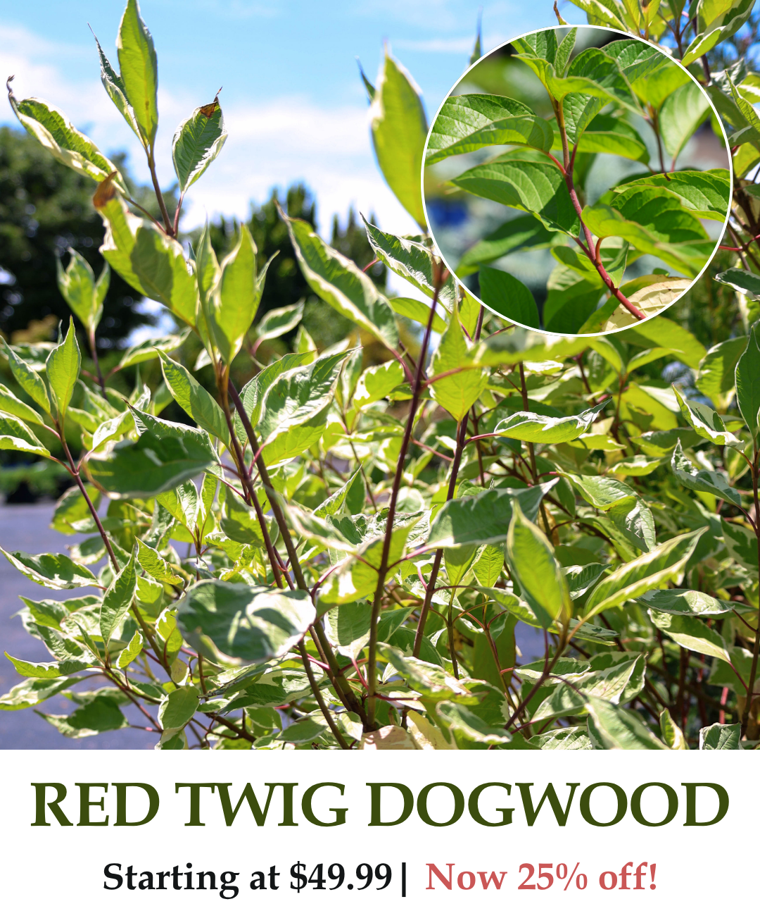 Red Twig Dogwood