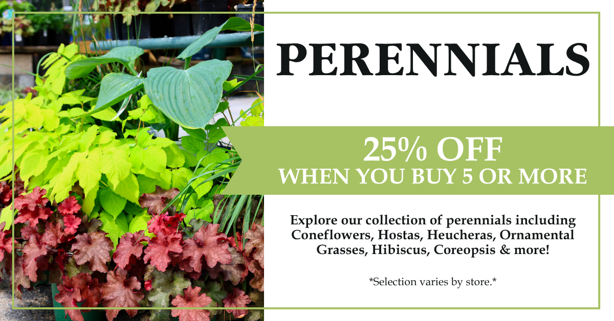 Perennials