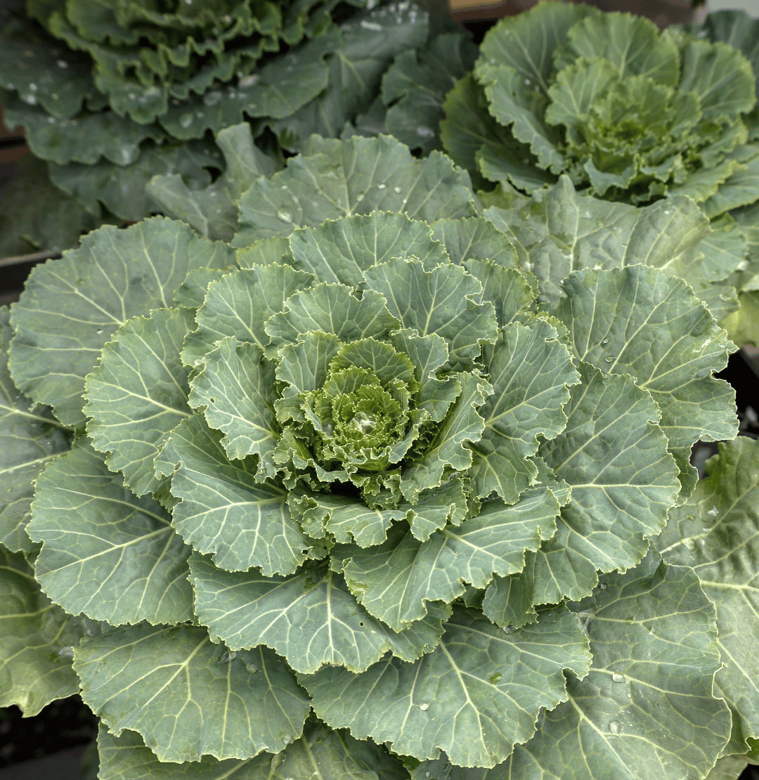 Cabbage / Kale