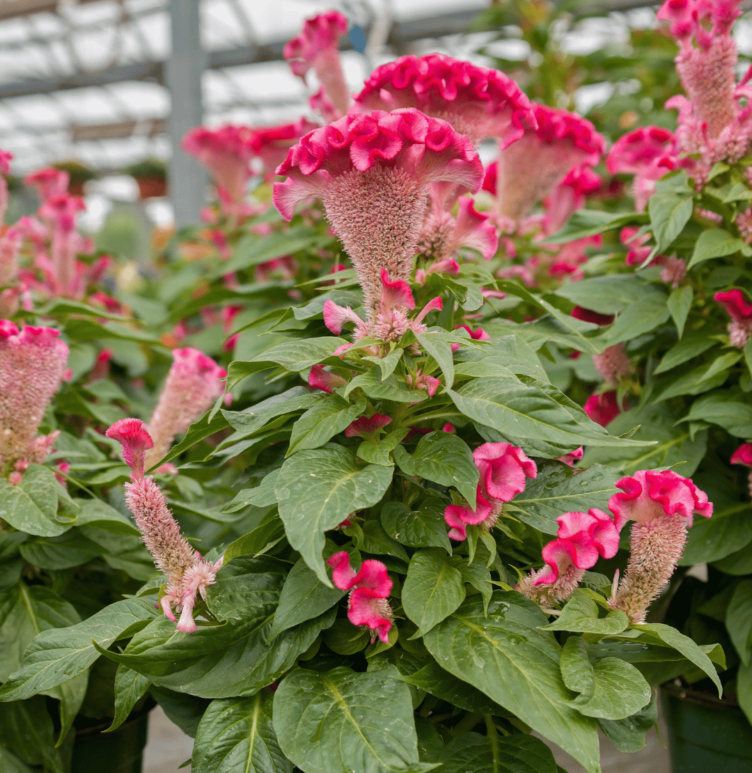 Celosia