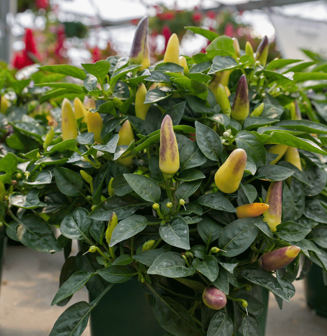 Ornamental Peppers