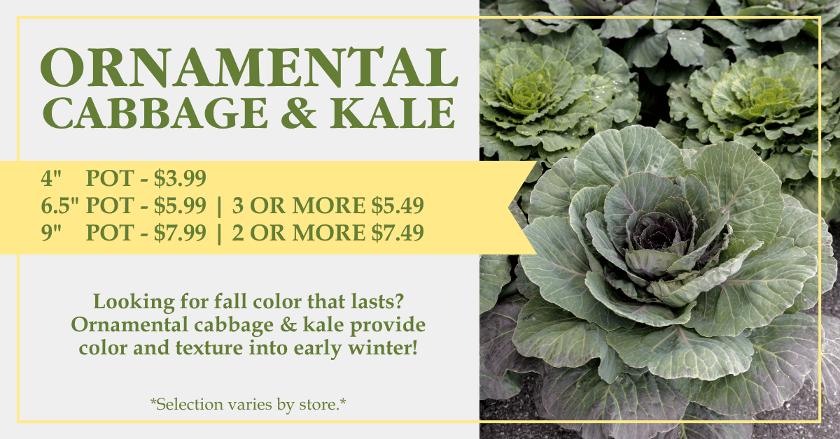 Ornamental Cabbage & Kale