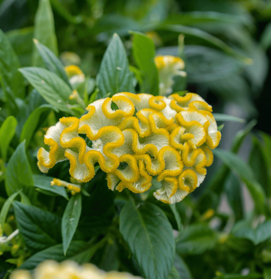 Celosia Varieties & Care