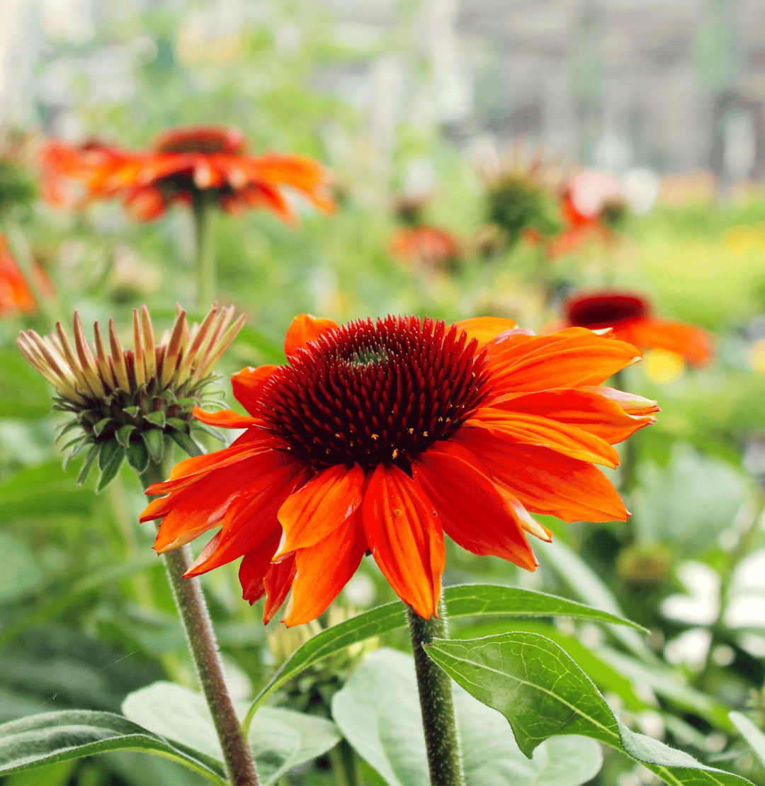 Late Summer into Fall Bloomers