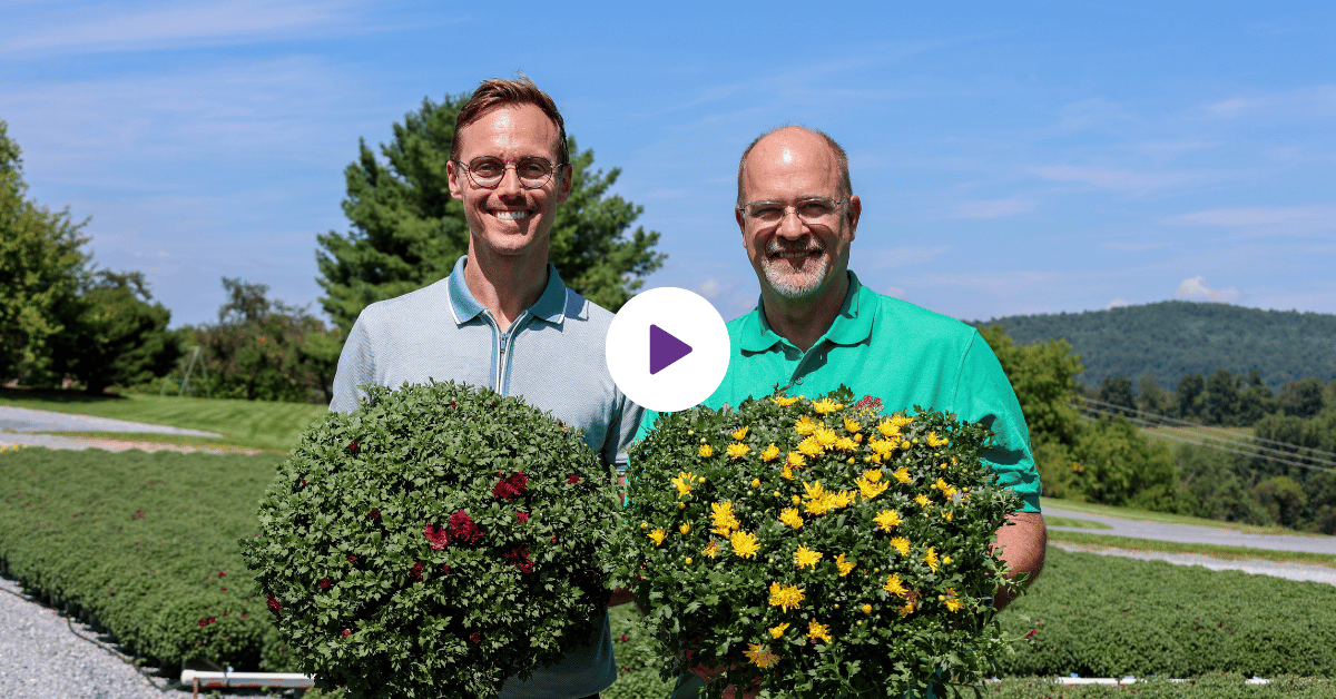 Growing Mums for Fall: Behind the Scenes at Esbenshade&rsquo;s