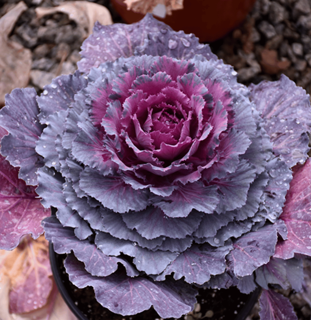 Ornamental Cabbage & Kale