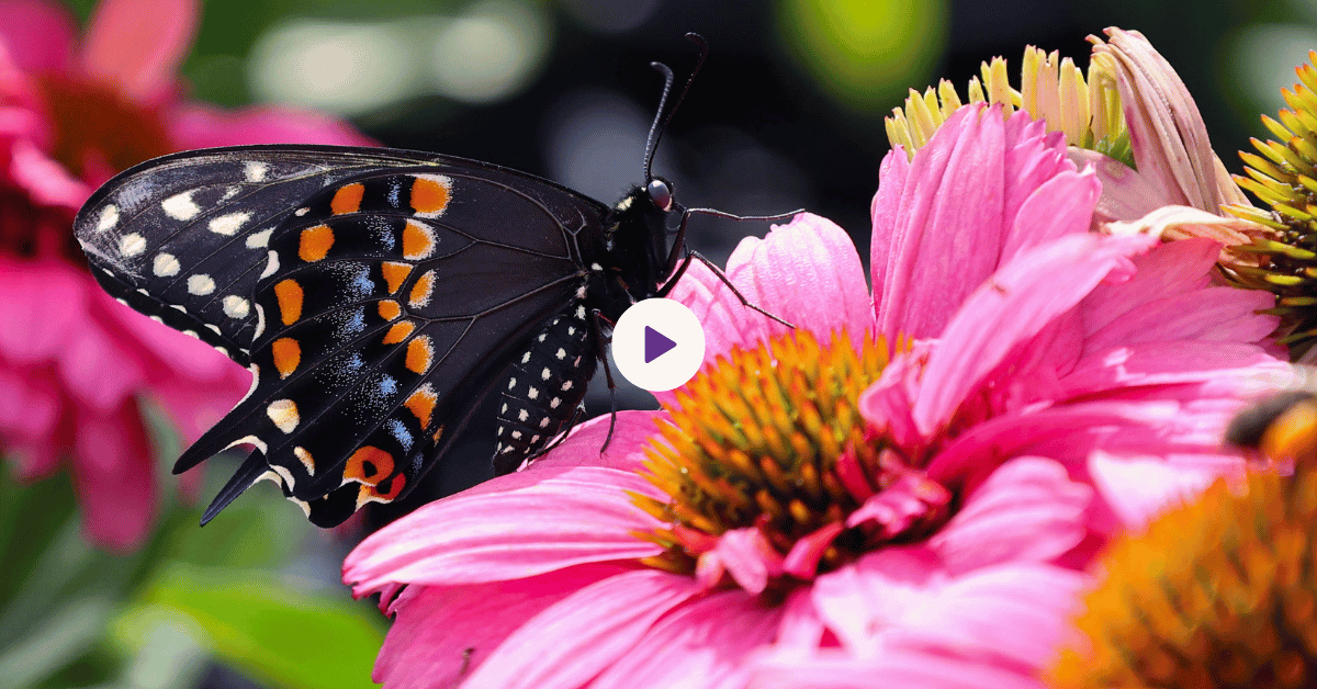 The Lifecycle of Eastern Black Swallowtail Butterflies