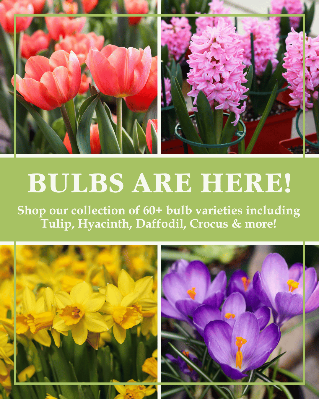 Bulbs Are Here!