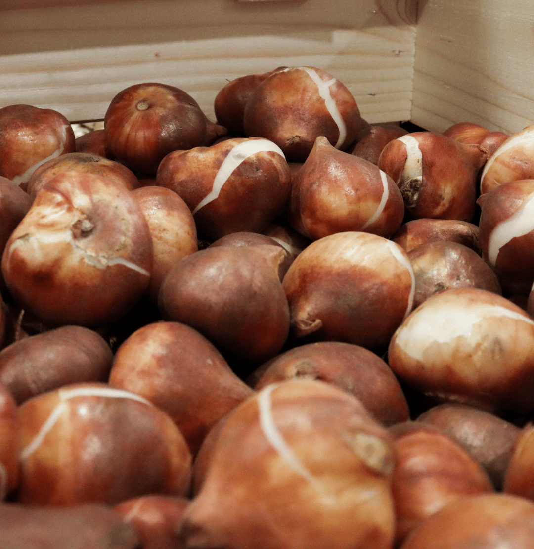 Bulbs - Everything You Need To Know