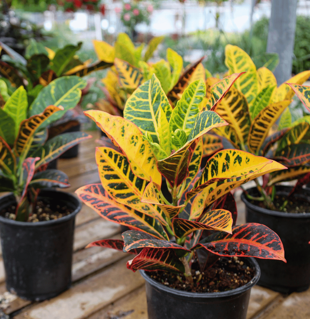 Houseplants for Fall Color