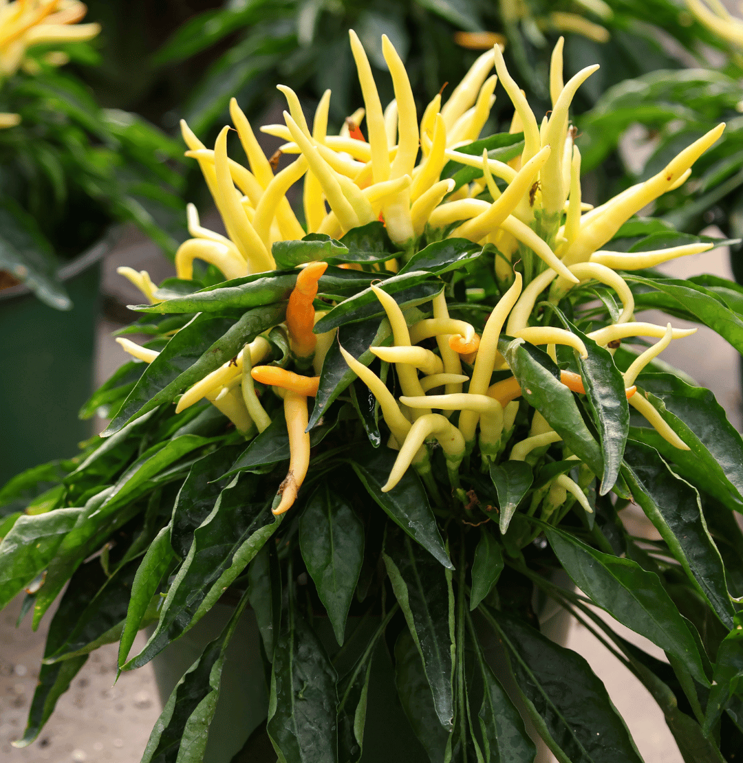 6" Ornamental Peppers