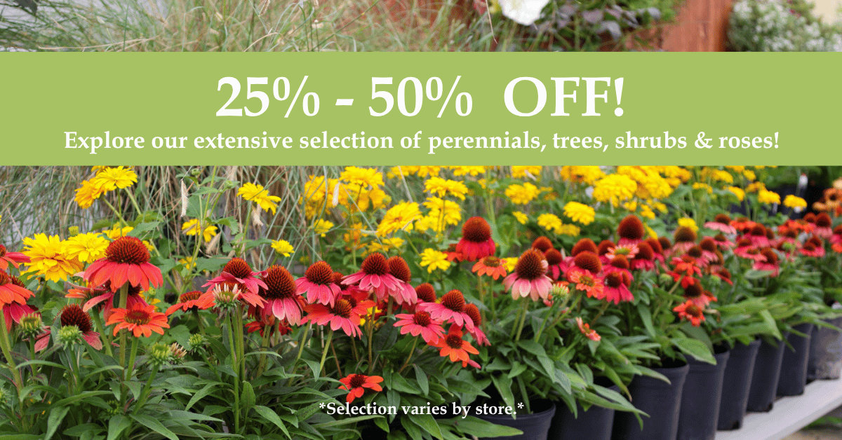 Nursery & Perennials