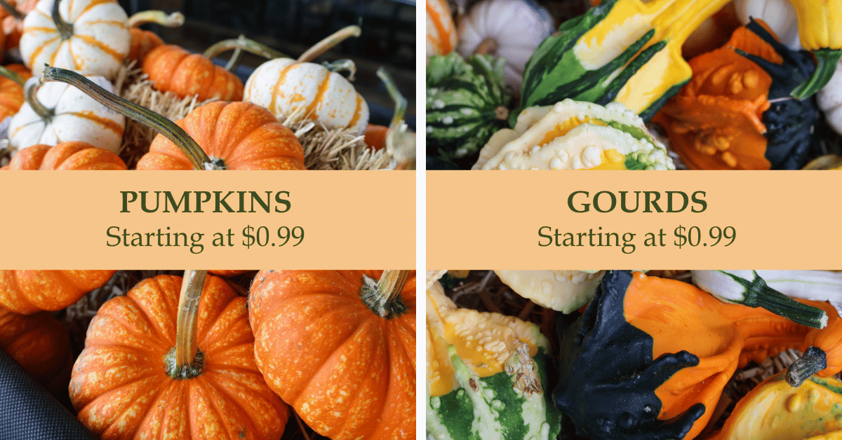Pumpkins & Gourds