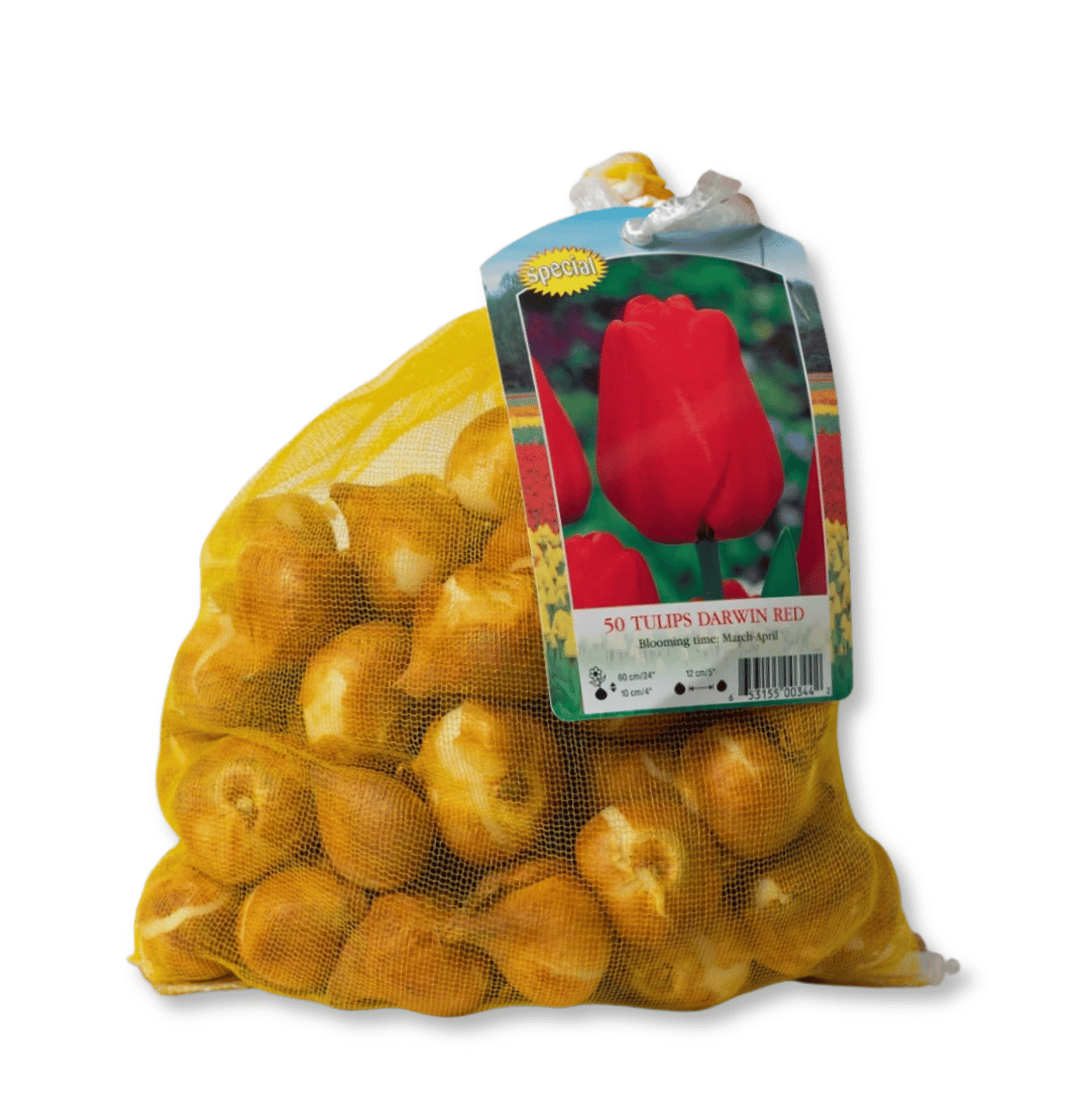 50 Pack of Tulip Bulbs