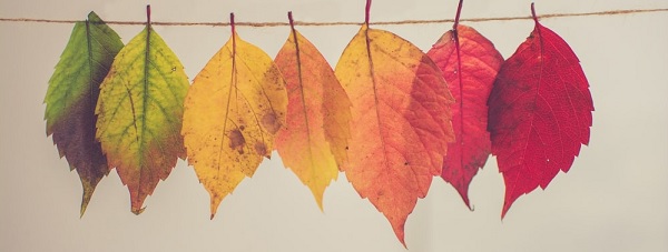 Autumn Leaves Autumn Leaves