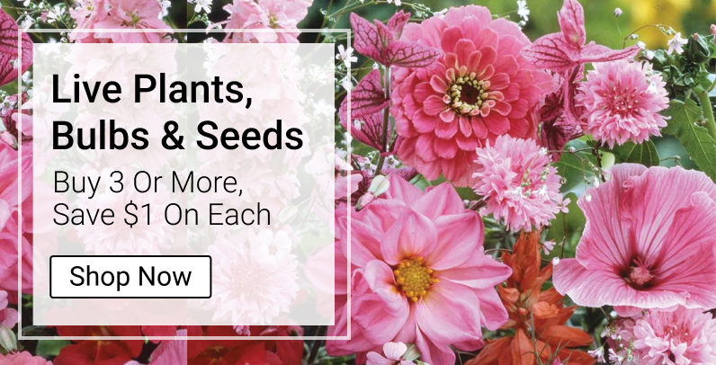 Garden Plants & Flowers