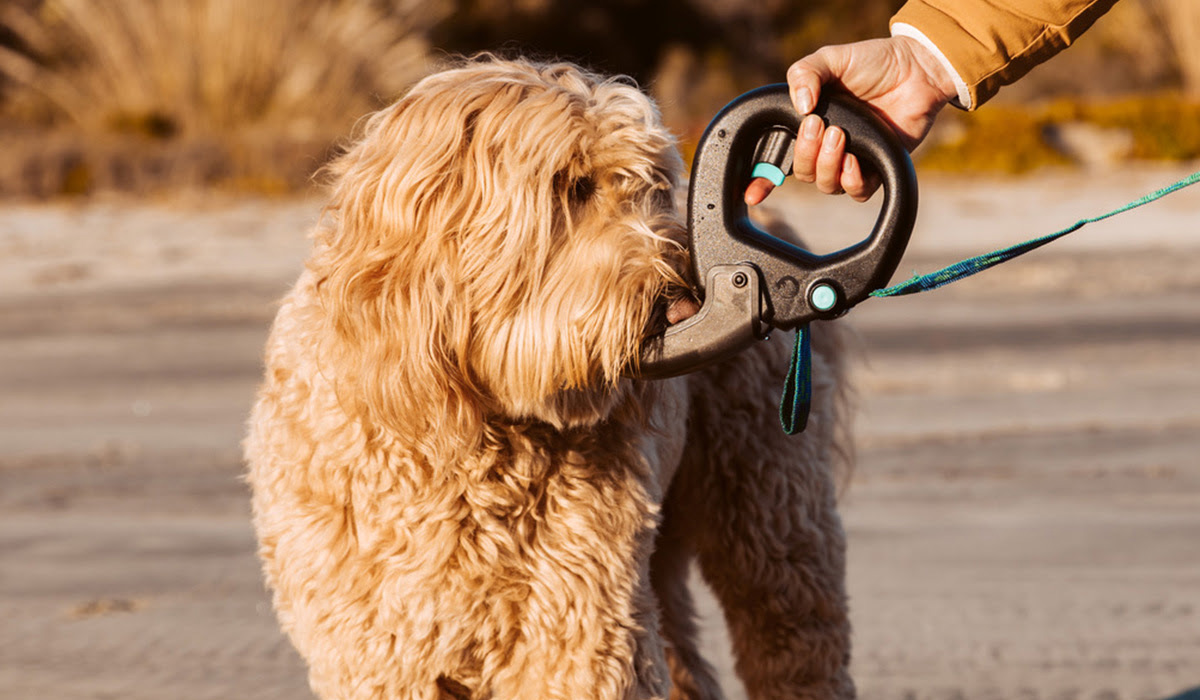 Buy from Spleash®
