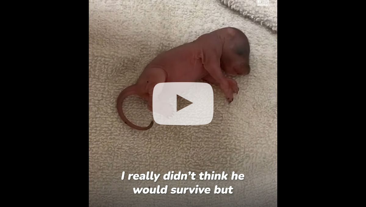 Watch this incredibly cute video showing how a man and a squirrel became best friends