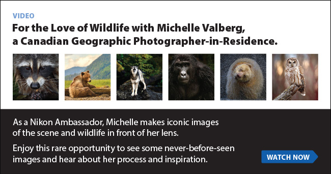 For the Love of Wildlife with Michelle Valberg