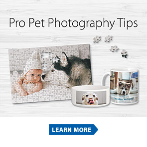 Pro Pet Photography Tips