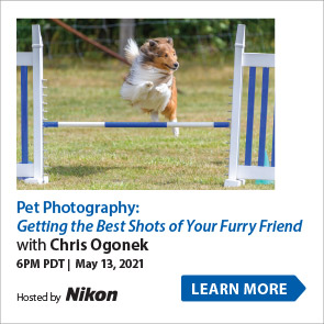Pet Photography