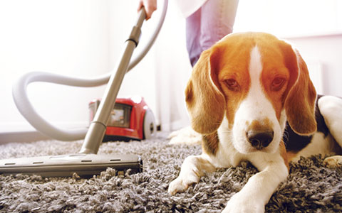 Pet Cleaning Tips